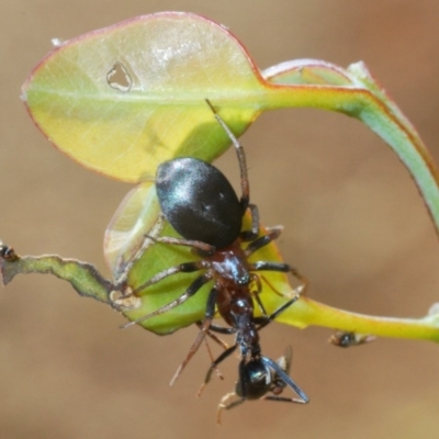 Theridiidae (family) (Comb-footed spider) at Forde, ACT - 7 Nov 2020 by Harrisi