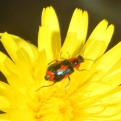 Dicranolaius villosus (Melyrid flower beetle) at Forde, ACT - 7 Nov 2020 by Harrisi