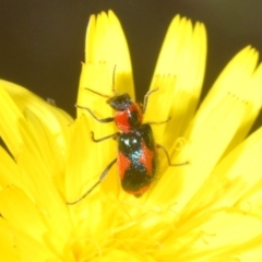 Dicranolaius villosus at Forde, ACT - 7 Nov 2020