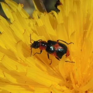 Dicranolaius villosus at Hume, ACT - 8 Nov 2020