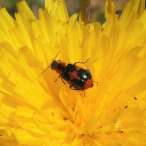 Dicranolaius villosus at Hume, ACT - 8 Nov 2020