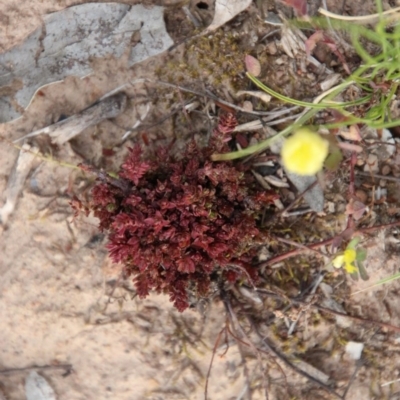 Crassula sieberiana (Austral Stonecrop) at Hughes, ACT - 11 Nov 2020 by LisaH