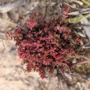 Crassula sieberiana at Hughes, ACT - 11 Nov 2020