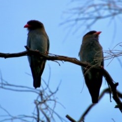 Eurystomus orientalis (Dollarbird) at Red Hill, ACT - 11 Nov 2020 by LisaH