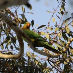 Polytelis swainsonii at Hughes, ACT - suppressed