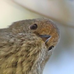 Acanthiza pusilla (Brown Thornbill) at O'Connor, ACT - 6 Nov 2020 by ConBoekel