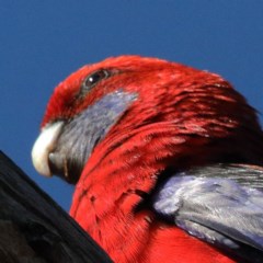 Platycercus elegans (Crimson Rosella) at O'Connor, ACT - 6 Nov 2020 by ConBoekel