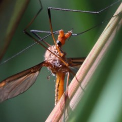 Leptotarsus (Macromastix) costalis (Common Brown Crane Fly) at O'Connor, ACT - 5 Nov 2020 by ConBoekel