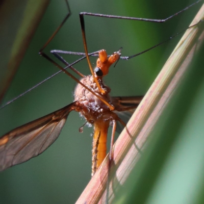 Leptotarsus (Macromastix) costalis (Common Brown Crane Fly) at O'Connor, ACT - 6 Nov 2020 by ConBoekel