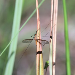 Leptotarsus (Macromastix) costalis at O'Connor, ACT - 6 Nov 2020 09:47 AM