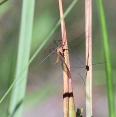 Leptotarsus (Macromastix) costalis at O'Connor, ACT - 6 Nov 2020 09:47 AM