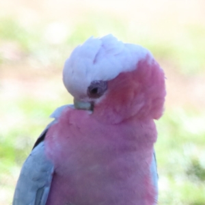 Eolophus roseicapilla at O'Connor, ACT - 6 Nov 2020