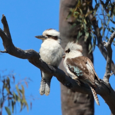 Dacelo novaeguineae (Laughing Kookaburra) at O'Connor, ACT - 5 Nov 2020 by ConBoekel