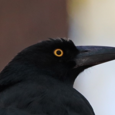 Strepera graculina (Pied Currawong) at O'Connor, ACT - 6 Nov 2020 by ConBoekel