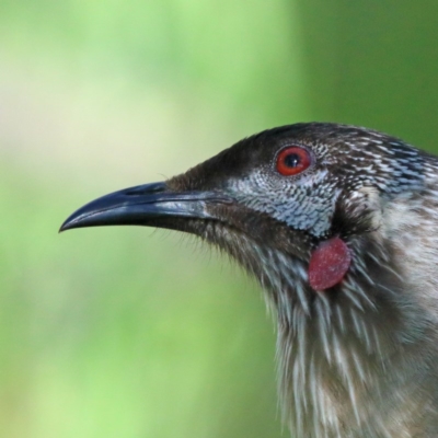 Anthochaera carunculata (Red Wattlebird) at O'Connor, ACT - 5 Nov 2020 by ConBoekel