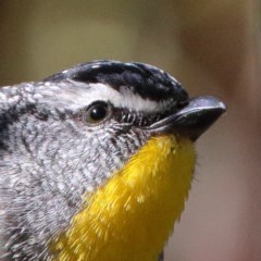 Pardalotus punctatus (Spotted Pardalote) at O'Connor, ACT - 6 Nov 2020 by ConBoekel