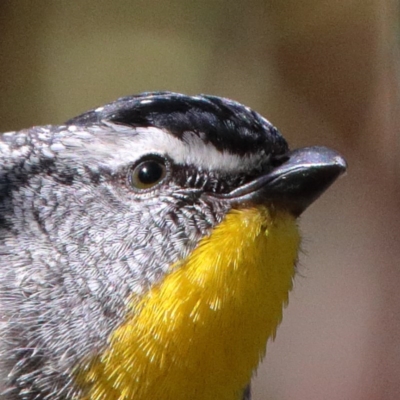 Pardalotus punctatus (Spotted Pardalote) at O'Connor, ACT - 6 Nov 2020 by ConBoekel