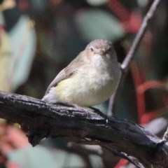 Smicrornis brevirostris (Weebill) at O'Connor, ACT - 5 Nov 2020 by ConBoekel