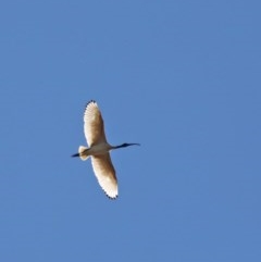 Threskiornis molucca (Australian White Ibis) at O'Connor, ACT - 6 Nov 2020 by ConBoekel