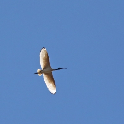 Threskiornis molucca (Australian White Ibis) at O'Connor, ACT - 5 Nov 2020 by ConBoekel