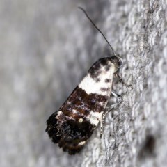 Eupselia aristonica (A Twig Moth) at O'Connor, ACT - 10 Nov 2020 by ibaird