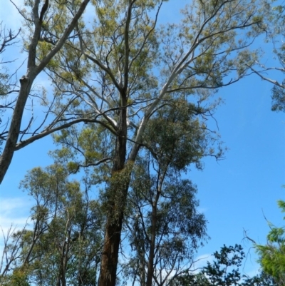 Eucalyptus melliodora (Yellow Box) at Aranda, ACT - 11 Nov 2020 by petaurus