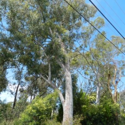 Eucalyptus mannifera (Brittle Gum) at Aranda, ACT - 11 Nov 2020 by petaurus