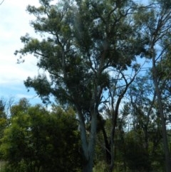 Eucalyptus mannifera (Brittle Gum) at Aranda, ACT - 11 Nov 2020 by petaurus