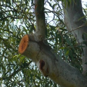 Eucalyptus mannifera at Aranda, ACT - 11 Nov 2020