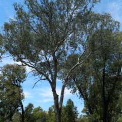 Eucalyptus melliodora (Yellow Box) at Aranda, ACT - 11 Nov 2020 by petaurus