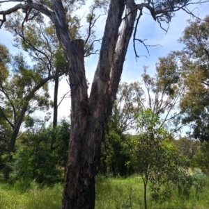 Eucalyptus melliodora at Aranda, ACT - 11 Nov 2020