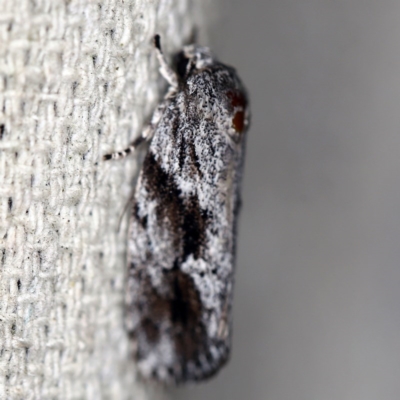 Agriophara confertella (A Concealer moth) at O'Connor, ACT - 10 Nov 2020 by ibaird