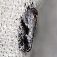 Agriophara confertella at O'Connor, ACT - 10 Nov 2020