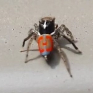 Maratus pavonis at Wanniassa, ACT - suppressed