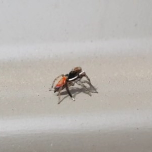 Maratus pavonis at Wanniassa, ACT - suppressed