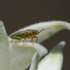 Lygaeidae (family) at Acton, ACT - 11 Nov 2020 by WHall