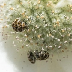 Anthrenus verbasci (Varied or Variegated Carpet Beetle) at Acton, ACT - 11 Nov 2020 by WHall