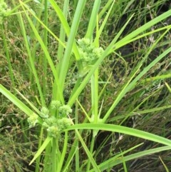 Cyperus eragrostis (Umbrella Sedge) at Mount Majura - 11 Nov 2020 by JaneR