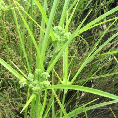 Cyperus eragrostis (Umbrella Sedge) at Hackett, ACT - 11 Nov 2020 by JaneR