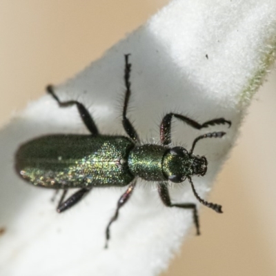 Eleale aspera (Clerid beetle) at Acton, ACT - 11 Nov 2020 by WHall