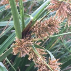 Cyperus lucidus (Leafy Flat Sedge) at Watson, ACT - 11 Nov 2020 by JaneR