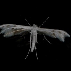 Wheeleria spilodactylus (Horehound plume moth) at Googong, NSW - 10 Nov 2020 by WHall