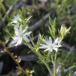 Stellaria pungens at Conder, ACT - 20 Oct 2020