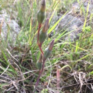 Thelymitra sp. at Lower Boro, NSW - 7 Nov 2020