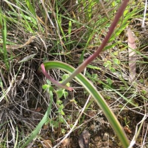 Thelymitra sp. at Lower Boro, NSW - 7 Nov 2020