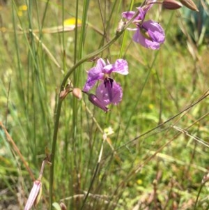 Arthropodium fimbriatum at Lower Boro, NSW - 10 Nov 2020