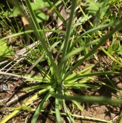 Arthropodium fimbriatum at Lower Boro, NSW - 10 Nov 2020