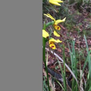 Diuris sulphurea at Boro, NSW - 24 Oct 2020