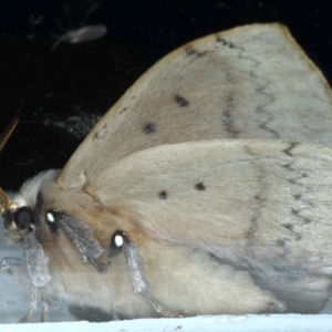 Anthela varia at Ainslie, ACT - 11 Nov 2020 10:20 PM