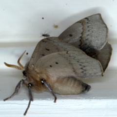 Anthela varia at Ainslie, ACT - 11 Nov 2020 10:20 PM